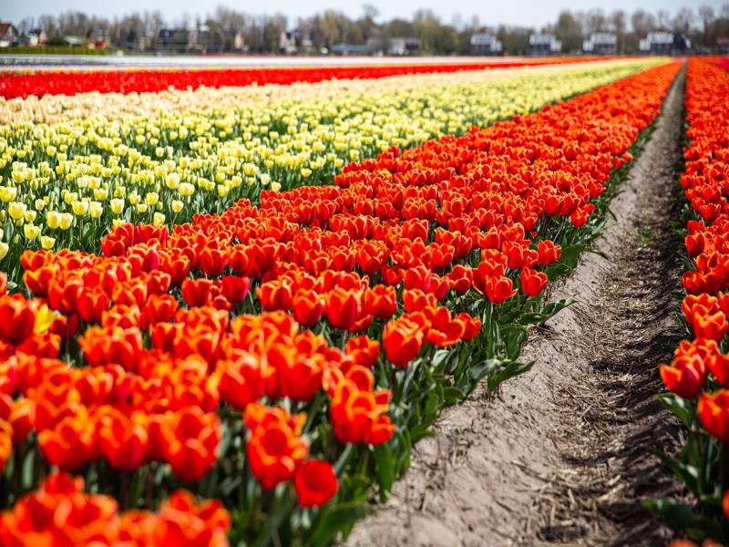 Flower fields around Lisse